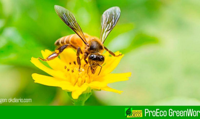 El 41 % de los insectos del mundo está en declive El 41 % de los insectos del mundo está en declive