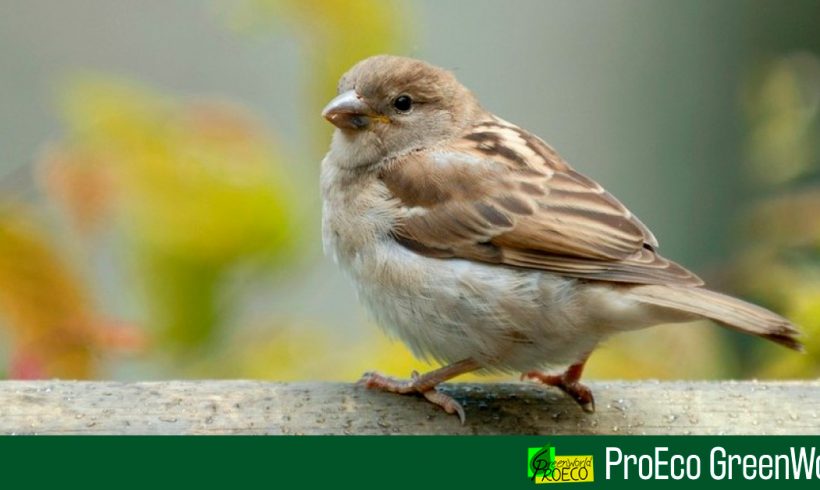 El mundo se está quedando sin pájaros, revela estudio El mundo se está quedando sin pájaros, revela estudio