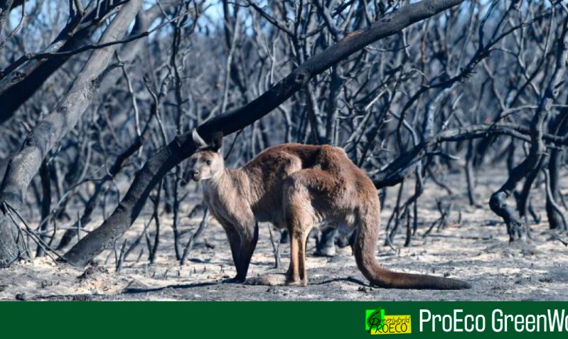 Ya son mil millones de animales muertos por los incendios en Australia Ya son mil millones de animales muertos por los incendios en Australia