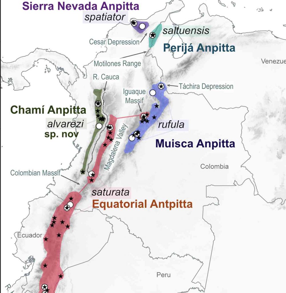 La zona de color verde es el hábitat de esta nueva especie de ave. Mapa revelado por Andrés Cuervo.