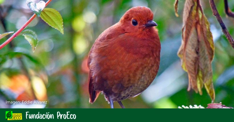 Nueva especie de ave en Colombia que honra a los embera