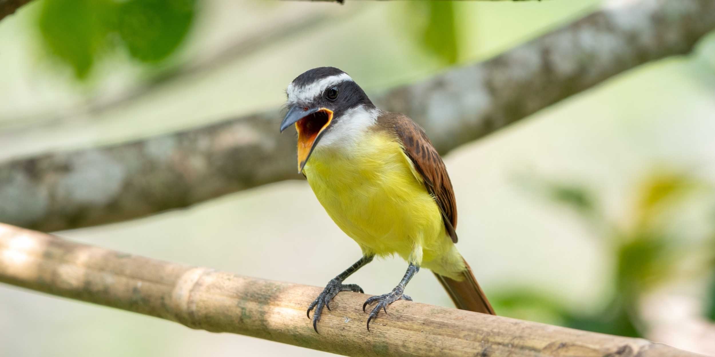 Pájaro bichofue